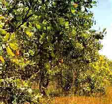 cashewtree.gif (19763 bytes)